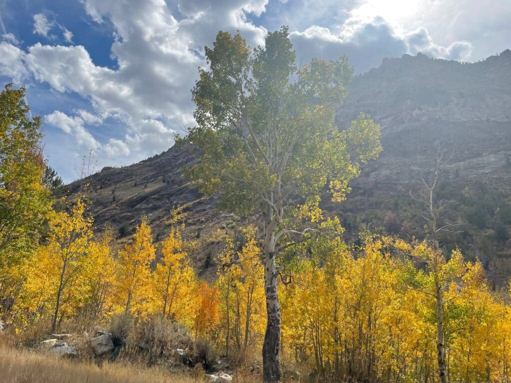 Lamoille Canyon